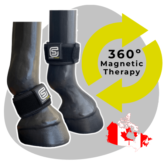 EQU Streamz horse bands introduce unique 360º magnetic therapy for horses. The best magnetic tack on the market and now available in Canada.