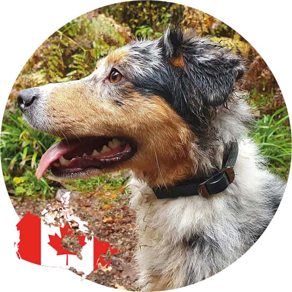 DOG Streamz magnetic therapy dog collars out now in canada showing dog wearing black dog streamz collar standard size with no cut off section full size. Canada flag over image to show magnetic tjerapy product on canada market from uk
