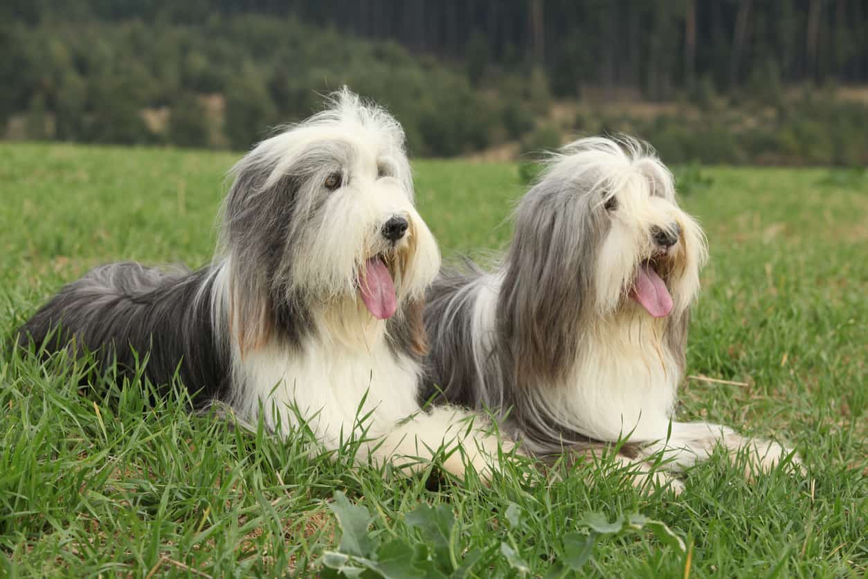 DOG Streamz. Our elderly bearded collie was struggling with stiff hind legs after sleeping. We have bands for my horse which have really improved his mobility so we got ones for both our dogs and have noticed a real improvement - they are so much happier