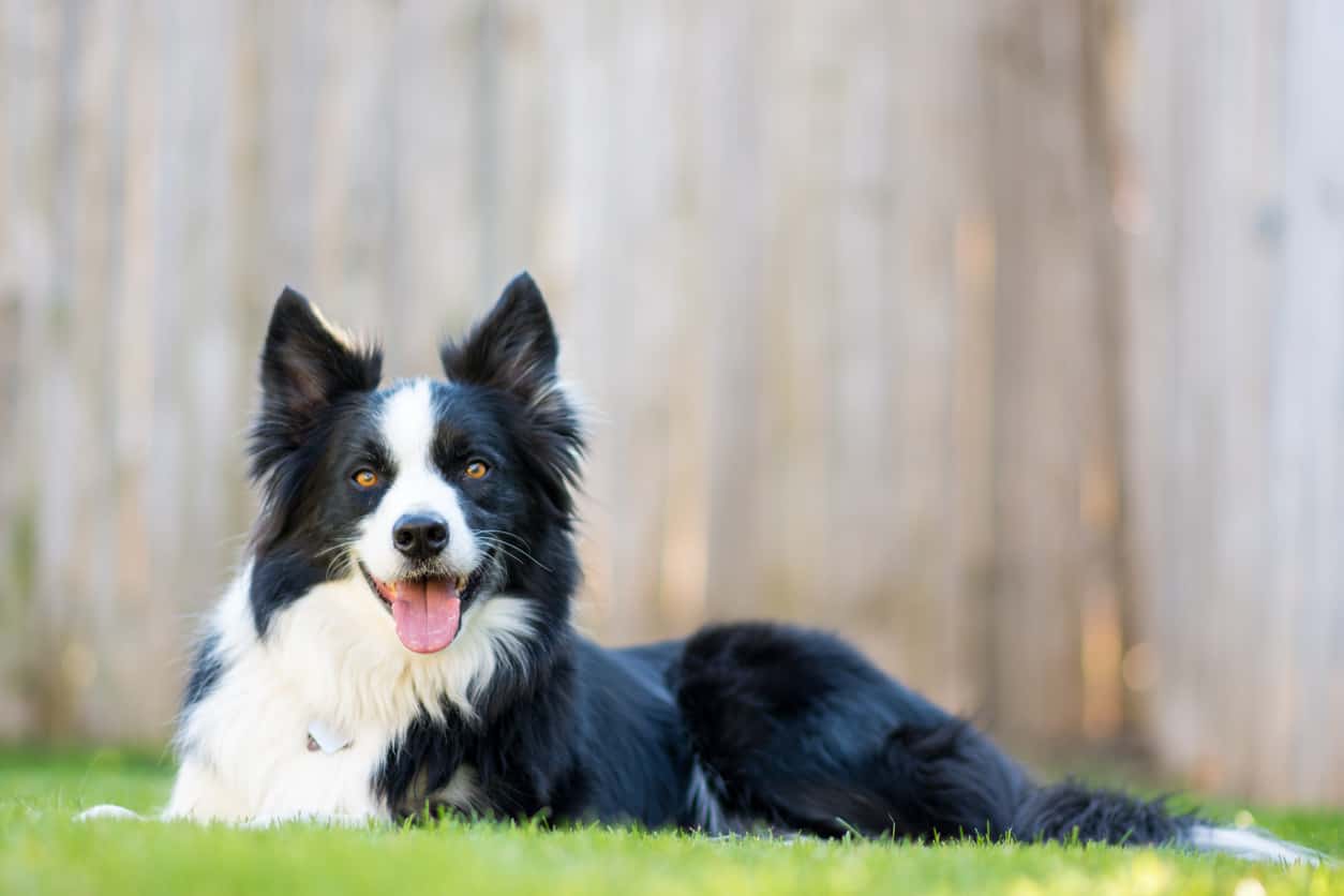 DOG Streamz review for magnetic dog collar. Our 11 year old collie had developed a limp so after an x-ray diagnosed arthritic changes we decided to buy her a magnetic collar. After just two weeks she is not limping at all and is loving life again.