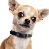 DOG Streamz magnetic pain relief collar on small dog mini
