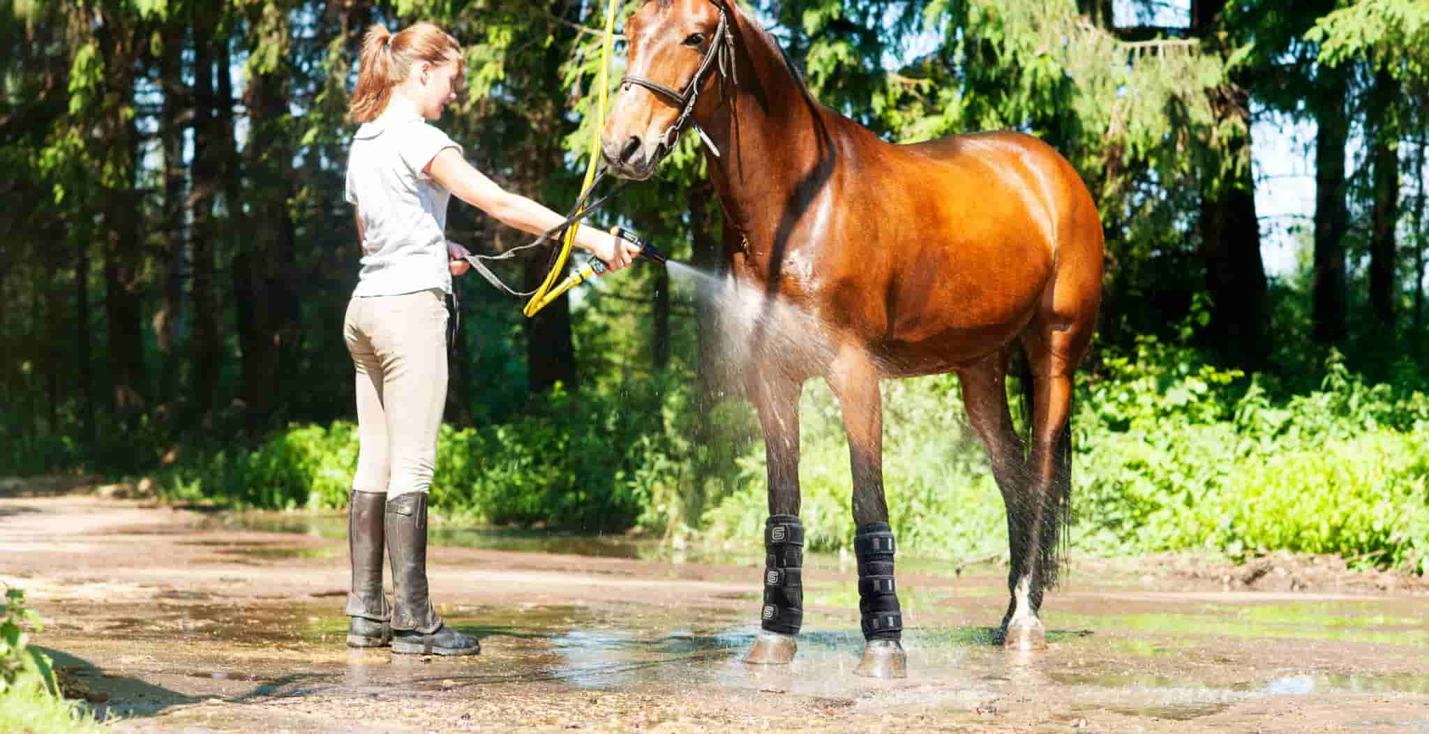 EQU StreamZ Coolboot on horse being hosed and cooled down using streamz technology