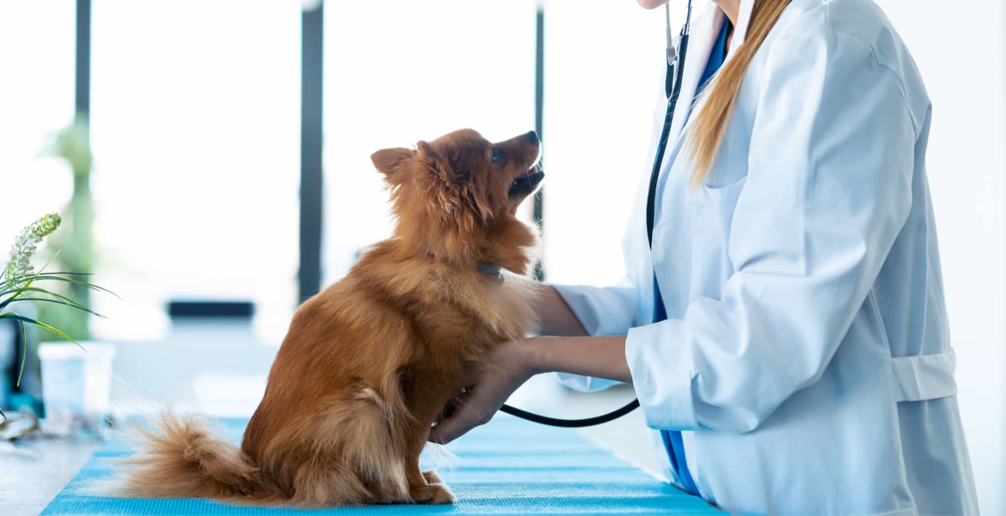 DOG Streamz clinical studies by independent authorities