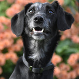 Coral in her dog streamz black collar for joint care wellbeing and pain relief