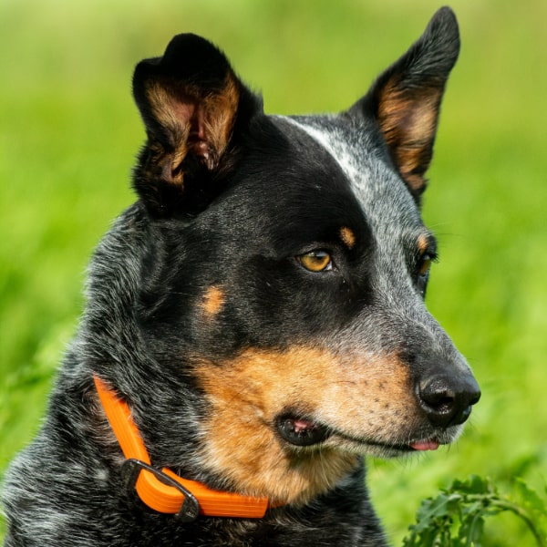Riggin in his dog streamz orange collar for joint care wellbeing and pain relief
